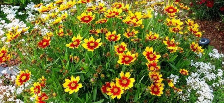 17 вересня шанують святих Віру, Надію, Любов і Софію — важливі звичаї та суворі заборони