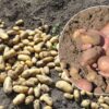 Коли у вересні викопувати картоплю: головні ознаки її стиглості