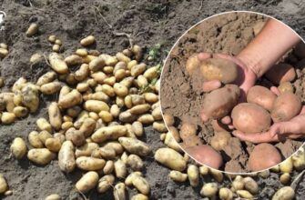 Коли у вересні викопувати картоплю: головні ознаки її стиглості