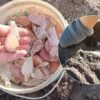 Замість зубців – повітряні цибулинки: 1 метод дає часник, який зашкалює врожаєм