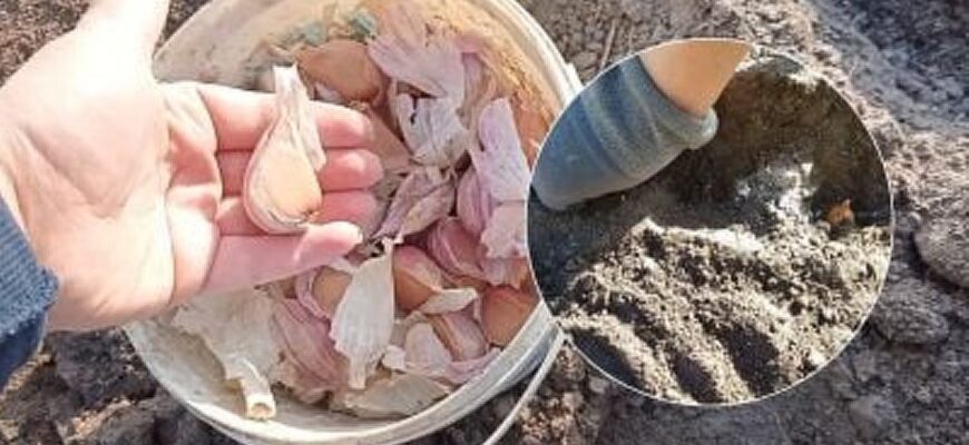 Замість зубців – повітряні цибулинки: 1 метод дає часник, який зашкалює врожаєм