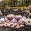 «Урожай просто пропаде» — де категорично заборонено садити озимий часник восени