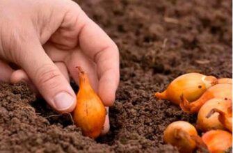 Озима цибуля проростає завчасно через тепло, але її ще можна врятувати від вимерзання