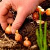 Городники готуються саджати озиму цибулю восени 2026 року: фахівці назвали вдалі дні за календарем і погодою