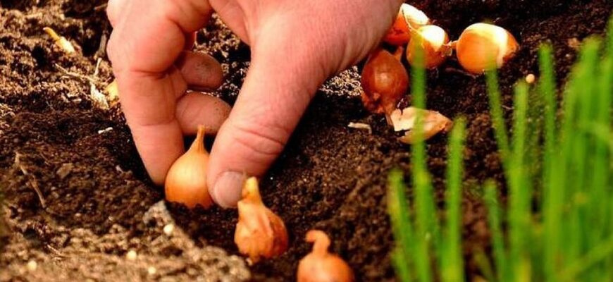 Городники готуються саджати озиму цибулю восени 2026 року: фахівці назвали вдалі дні за календарем і погодою