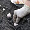 «35-45 днів до морозів» — городники пояснили точні терміни посадки озимого часнику