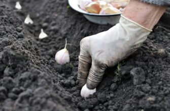 «35-45 днів до морозів» — городники пояснили точні терміни посадки озимого часнику