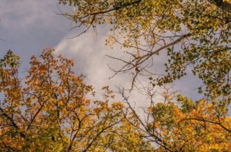 В Україну мчить друга хвиля бабиного літа та потепління В Україну мчить друга хвиля бабиного літа та потепління