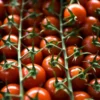 Що їдять люди, які доживають до 100 років: 5 головних продуктів для довголіття