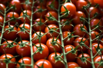 Що їдять люди, які доживають до 100 років: 5 головних продуктів для довголіття