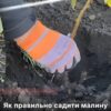 Садівник пояснив, як правильно саджати та обрізати малину восени