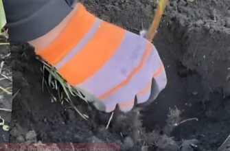 Садівник пояснив, як правильно саджати та обрізати малину восени Садівник пояснив, як правильно саджати та обрізати малину восени