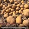 Городники радять не копати землю після картоплі, а засіяти її простим сидератом