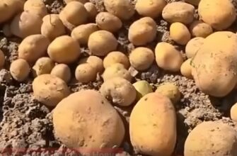 Городники радять не копати землю після картоплі, а засіяти її простим сидератом