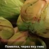 Капуста почне гнити через одну поширену помилку під час зберігання