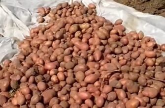 Кожна п’ята бульба згниє до весни: головні помилки після викопування картоплі