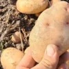 Картопля на зиму: коли ціна найнижча і які сорти лежатимуть до весни