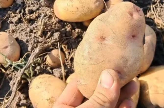 Картопля на зиму: коли ціна найнижча і які сорти лежатимуть до весни