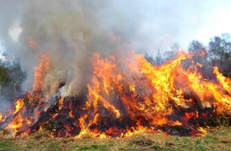 Чи можна палити листя та сміття на власному подвір’ї: що каже закон і які штрафи