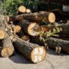 Обіцяли зберегти парк, але вночі зрізали дерева: на Теремках спалахнули сутички з поліцією