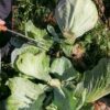 Городники назвали точний час для збору врожаю капусти на зимове зберігання