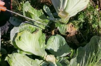 Городники назвали точний час для збору врожаю капусти на зимове зберігання