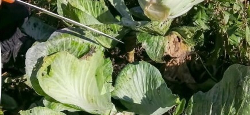 Городники назвали точний час для збору врожаю капусти на зимове зберігання