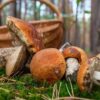 Збір грибів на продаж: за які порушення загрожує штраф до 34 тисяч гривень