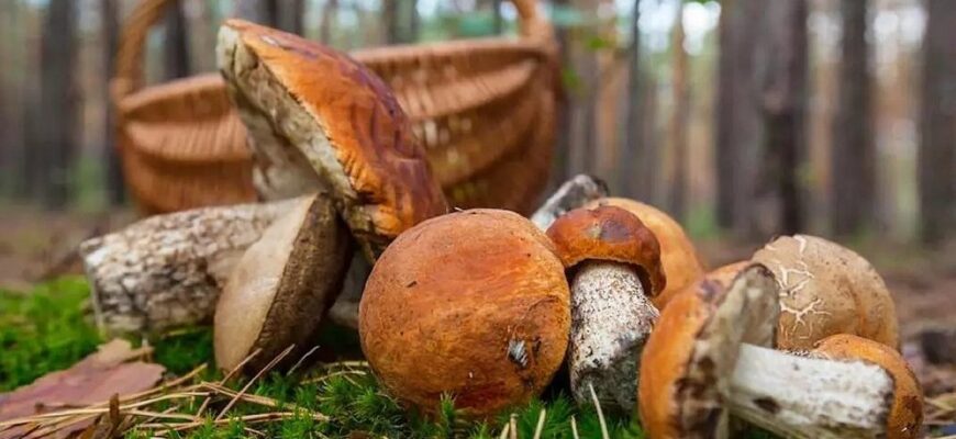 Збір грибів на продаж: за які порушення загрожує штраф до 34 тисяч гривень