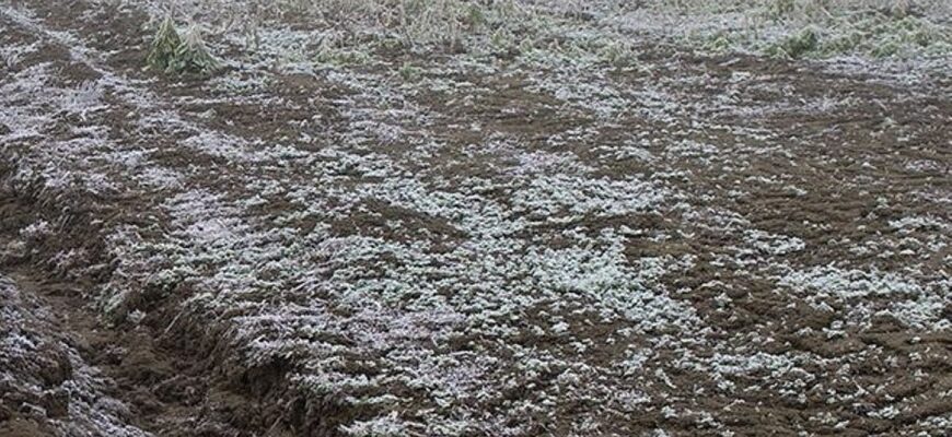 Синоптики попереджають про небезпеку: Україну накриють сильні заморозки