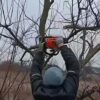 Коли осіння обрізка дерев піде на користь саду, а коли лише зашкодить: розʼяснення фахівців