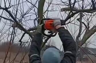 Коли осіння обрізка дерев піде на користь саду, а коли лише зашкодить: розʼяснення фахівців