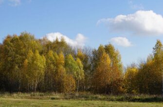 В Україну прийде різке похолодання з дощами — синоптики назвали точну дату