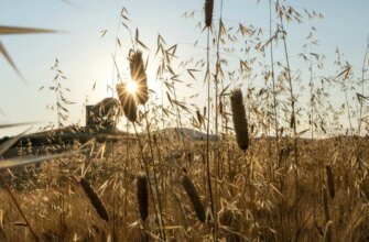 +30 градусів до кінця тижня: в Україні спека, а на заході грози