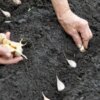 Добрива обіцяють гігантські головки, а насипані в лунку можуть спалити часник
