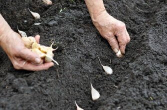 Добрива обіцяють гігантські головки, а насипані в лунку можуть спалити часник