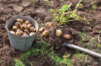 Що посіяти восени після картоплі: як гірчиця відновлює ґрунт