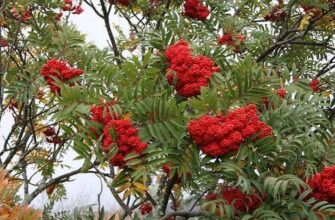 У дім 23 вересня приносили особливий оберіг для захисту від нечисті