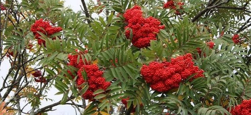 У дім 23 вересня приносили особливий оберіг для захисту від нечисті