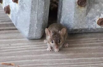 Гризуни в домі: знак ворога або провісник успіху — що кажуть прикмети Гризуни в домі: знак ворога або провісник успіху — що кажуть прикмети