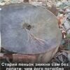 Старий пень зникне без лопати — як цукор та сіль Епсома допоможуть у вересні