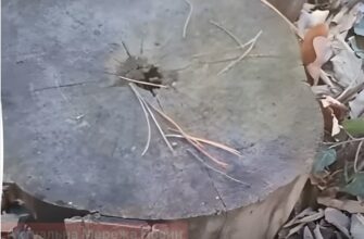 Старий пень зникне без лопати — як цукор та сіль Епсома допоможуть у вересні