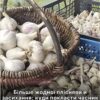 Більше не засихатиме та не пліснявітиме: найкраще місце для тривалого зберігання часнику