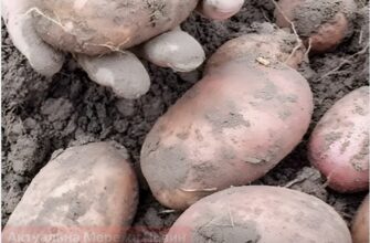 Картопля не проросте місяцями: простий трюк з яблуком, про який мало хто знає
