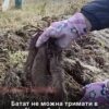 Звичайний погріб знищить урожай батату — городниця пояснила правила зберігання солодкої картоплі