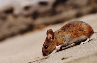 Щури масово обживають подвір’я восени: які речі біля будинку приваблюють гризунів