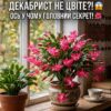 Декабрист нарощує листя замість квітів — річ у тому, що йому бракує восени