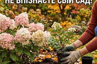 Посадка гортензії в жовтні: названо точні терміни до морозів і важливу небезпеку