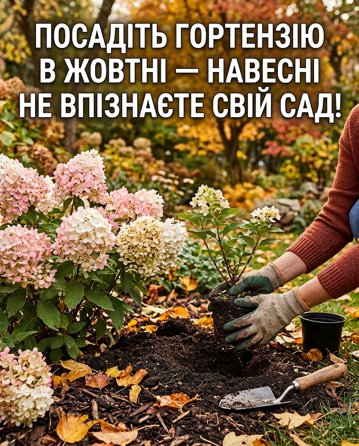 Посадка гортензії в жовтні: названо точні терміни до морозів і важливу небезпеку