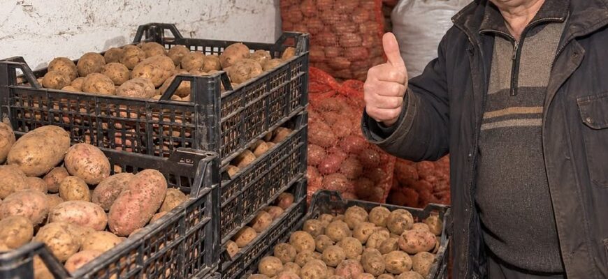 Картопля не гнитиме і не проростатиме до весни за дотримання простих правил